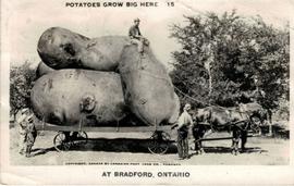 Fantastic Potatoes Postcard