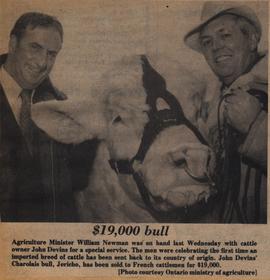 $19,000 bull
