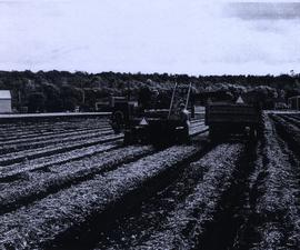 Mechanical Harvesting