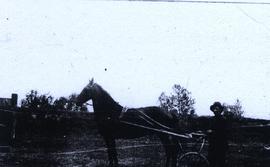 Harrison race horse