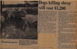 Dogs killing sheep will cost $1,200