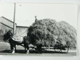Hay load on Faris Farm