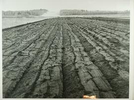 Marsh Land